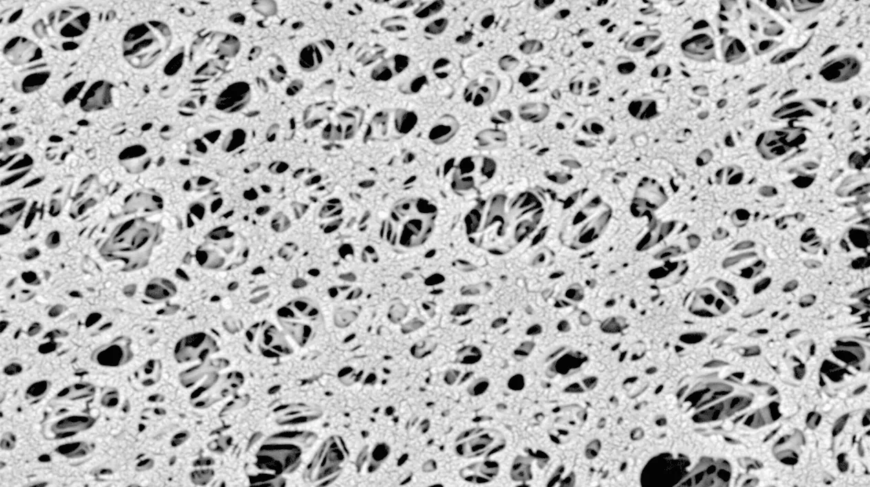 Microscopic image of pore structure